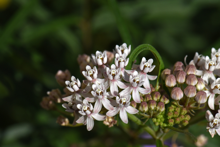 Asclepias angustifolia, Arizona Milkweed